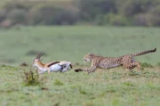 Im Masai-Mara-Nationalpark in Kenia verfolgt eine Gepardin eine männliche Thomson-Gazelle.