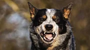Wenn Hunde gefährlich werden