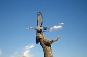 3D-Animation eines Leoparden, der seine Beute angreift: Innovative Spezialeffekte veranschaulichen jede Bewegung – und zeigen, wie den Leoparden das Überleben in der feindlichen Umgebung gelingt.