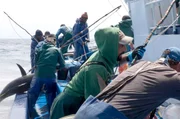 Auf den atlantischen Inseln der Azoren fischen die Menschen seit jeher Thunfisch mit Angelruten. Wegen der Überfischung der Meere wurde ihnen jedoch eine strenge Quote auferlegt.