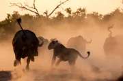 Eine Löwin greift einen Büffel an. Bei der Jagd auf gewaltige Beutetiere wie Büffel oder Zebras sind Koordination, Strategie, Timing und Präzision gefragt.