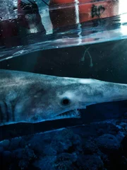 Sawshark.