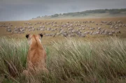 Afrika. Kenia. Masai Mara Nationalpark.
