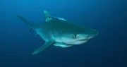 Nahaufnahme eines Tigerhais mit angehängtem Remora.