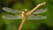 Eine Libelle