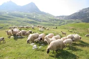 Im Sommer treiben die Hirten ihre Schafe auf die Hochweiden. Durmitor Nationalpark.