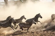 Als sich jagende Löwinnen nähern, flieht eine Zebraherde in die Steppe.