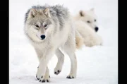 Zwei Polarwölfe im Schnee