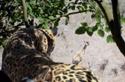Leoparden sind Meister der Anpassung. Die Einzelgänger sind äußerst beweglich und tarnfähig (3D-Animation).