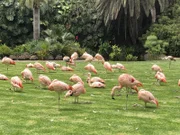 Flamingos werden rosa, wenn sie viele Krebstiere futtern.
