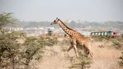 Giraffe in einem Vorort von Nairobi.