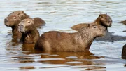 Das halbe Leben verbringen die Nager im Wasser. Sie können sehr gut schwimmen und bis zu fünf Minuten die Luft anhalten und untertauchen. Weiteres Bildmaterial finden Sie unter www.br-foto.de.