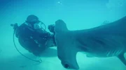 Craig O’Connell with Hammerhead shark. Craig O’Connell with Hammerhead shark.