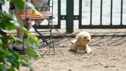 Genießen und Verweilen unter schattigen Bäumen. Ein Besuch in Berlins Gartenlokalen. Was macht sie so beliebt? 30 gute Tipps für einen schönen Sommerabend. - Gartenlokale sind auch für Hündchen beliebte Ausflugsziele.