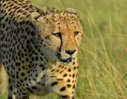 Der schnellste Jäger im Grasland: Gepard und Hyäne sind erbitterte Nahrungskonkurrenten.