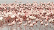 Flamingos sind gesellige Vögel. Sie leben in großen Kolonien.