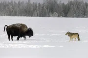 Ein Büffel und ein Grauwolf stehen sich gegenüber.