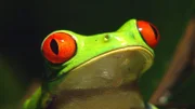 Rotaugenfrosch.