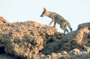 Trotz der Gluthitze über dem durstigen Wüstenboden des Wadis Draa hat sich dieser Goldwolf aus seiner Höhle getraut.