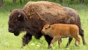 Ein Bison mit seinem Kalb. Die Bisonkälbchen spielen gerne, bei ihnen ist immer etwas los.