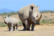 Schweres Breitmaulnashorn-Kalb. Mit sechs Monaten wiegt der Kleine knapp 100 Kilo. Kein Wunder: Eines Tages wird er zu den schwersten Landtieren der Erde zählen.