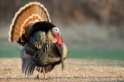 hr-fernsehen OPPOSSUMS, TRUTHÄHNE UND STINKTIERE (2), Highway durch die Prärie: Offenes Buschland, Zweiteilige Sendereihe von Ernst Arendt und Hans Schweiger, am Samstag um 21:00 Uhr. Wilde Truthähne gelten als scheuestes Wild in Nordamerika.