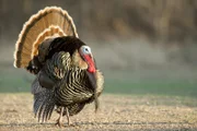 Wilde Truthähne gelten als scheuestes Wild in Nordamerika. Sie sind die wilden Vorfahren unserer Putenschnitzel.