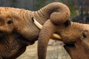 Two Elephants Playing;