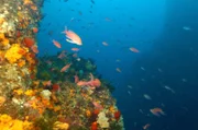 An der Küste Marokkos bietet die Mischzone aus Atlantik- und Mittelmeerwasser eine besonders artenreiche Unterwasserwelt.