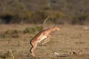 Impala Jumping;