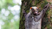 Getarnte Riesengleiter. Riesengleiter leben in Südostasien. Sie sehen zwar so aus wie Fledermäuse, ihre evolutionären Verwandten sind aber wohl die Primaten. Ihr geflecktes Fell wirkt wie die Rinde der Bäume, auf denen sie sitzen. Das verbirgt sie vor Feinden wie Adlern.