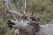 An Australian Kestrel (Falco cenchroides) mother taking one of her chicks under her wing, Summer 2019.;