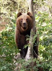 Braunbär im Alpenzoo Innsbruck