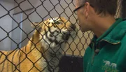 ARD/NDR LEOPARD, SEEBÄR UND CO., Folge 116, "Hormontief im Tigerrevier", am Mittwoch um 16:10 Uhr im ERSTEN. Uwe Fischer beruhigt die rollige Tigerdame.