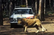 "Mozart und Meisel", "Herzklopfen." Mozart, Aushilfstaxifahrer, wird von einer merkwürdigen alten Dame zu einer Fahrt in einen Safaripark angeheuert. Meisel geht ins Spital, um sich wegen ständiger Kopfschmerzen behandeln zu lassen. Die Taxifahrt und der Spitalsbesuch arten in folgenschwere Abenteuer aus.