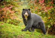 Andenbär-Männchen Bernie.