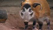 Pinselohrschwein Rufus hat Zahnschmerzen.