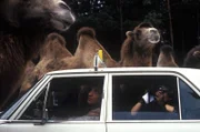 "Mozart und Meisel", "Herzklopfen." Mozart, Aushilfstaxifahrer, wird von einer merkwürdigen alten Dame zu einer Fahrt in einen Safaripark angeheuert. Meisel geht ins Spital, um sich wegen ständiger Kopfschmerzen behandeln zu lassen. Die Taxifahrt und der Spitalsbesuch arten in folgenschwere Abenteuer aus.Im Bild (v.li.): Andreas Vitasek (Axel Mozart), Götz Kauffmann (Meisel).