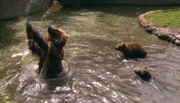 ARD/NDR LEOPARD, SEEBÄR UND CO. FOLGE 113, "Picasso im Elefantenhaus", am Freitag (20.04.12) um 16:10 Uhr im ERSTEN. Badespaß bei den Bären.