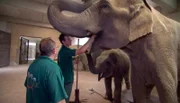 ARD/NDR LEOPARD, SEEBÄR UND CO. FOLGE 112, "Volker Friedrich und sein lieber Schwan", am Donnerstag um 16:10 Uhr im ERSTEN. Robert Miersch fasst dem Elefantenkind ins Maul.