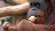 Der Orang-Utan isst ein Eis.