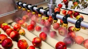 Farbe und Größe ist bei Mostobst egal. Saftig sollte der Apfel aber sein!