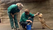 ARD/NDR LEOPARD, SEEBÄR UND CO., Folge 115, "Eiertanz mit einer Giftnudel", am Dienstag um 16:10 Uhr im ERSTEN. Martin Kersten füttert den Nasenbären und Jill Jensen guckt zu.