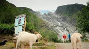 Unterhalb einer Gletscherzunge des Jostedalsbreen. Die Ziegen arbeiten f&uuml;r den Nationalpark, halten das Gras kurz.