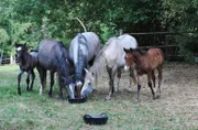 Mustangs