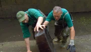 ARD/NDR LEOPARD, SEEBÄR UND CO. FOLGE 112, "Volker Friedrich und sein lieber Schwan", am Donnerstag um 16:10 Uhr im ERSTEN. Uwe Fischer und Kevin Sumilo rollen eine Baumstammscheibe aus dem Bärenwassergraben.