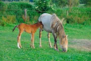 Mustangs, Stute mit Fohlen