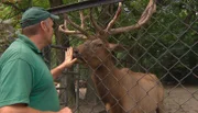 ARD/NDR LEOPARD, SEEBÄR UND CO., Folge 116, "Hormontief im Tigerrevier", Der Waipiti-Hirsch "Hirschi" schnuppert an der Hand von Volker Friedrich.