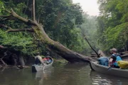 Expedition am Limit Gabuns Dschungelparadies Steve Backshall begibt sich in den Moukalaba-Doudou-Nationalpark in Gabun.