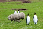 Schafe sind auf den Falklandinseln in der Minderheit: Auf jedes Schaf kommen zwei Pinguine.